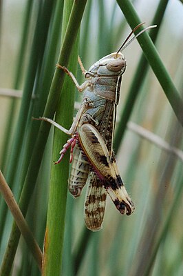 Прибрежная кобылка (Heteracris littoralis Rambur, 1838)