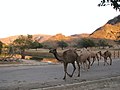 Camels walking in the rugged landscape, outside the Kharīf season