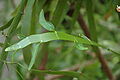 Homalocladium platycladum, phylloclades et feuilles.