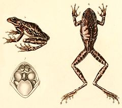 Description de l'image Hypsiboas alboniger 1847.jpg.