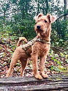 Irish terrier