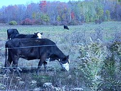 A Jackson Township pasture