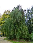 Trauerbuche im Fischlpark