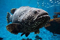 かごしま水族館のタマカイ