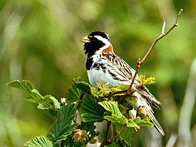 Lapinsirkkukoiras (Calcarius lapponicus)