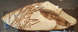 Leaf fossils of Glyptostrobus europaeus (left) and Quercus drymeya (right) from the Pliocene of Kizilcahamam, found near Belpınar village by Osman Güldemir, a teacher at the Anadolu University in Eskişehir, Turkey.