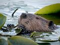 Beaver in the bay's lily pads