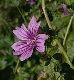 Erdei mályva (M. sylvestris)