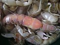 A mass of pale, pinkish thin-shelled crustaceans with flattened white claws.