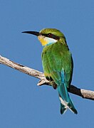 Swallow-tailed bee-eater (Merops hirundineus)