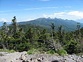 Maries-Tanne (Abies mariesii) vom Berg Kitayoko-dake in Japan