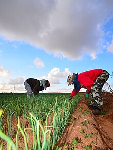 Due braccianti agricoli puliscono e raccolgono cipolle in un campo.