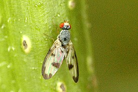 Palloptera umbellatarum