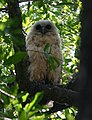 Bubo peli (Scotopelia peli)