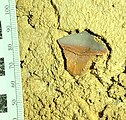 Tooth-plate of a shark-like petalodont fish