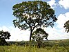 A mature Plathymenia reticulata tree
