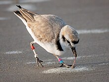 Photograph of a snowy plover pulling a worm out of wet sand