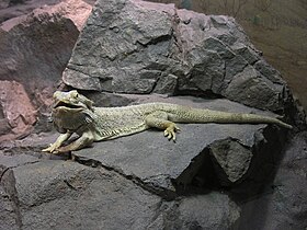 Pogona vitticeps no jardim zoológico de Cincinnati.