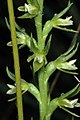 Prasophyllum lindleyanum growing near Melbourne in Victoria
