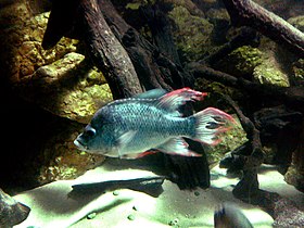 Prychochromis mangarahara