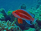 Pseudanthias taeniatus