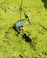 American purple gallinule, feeding a chick at the Green Cay Wetlands, Boynton Beach, Florida, USA