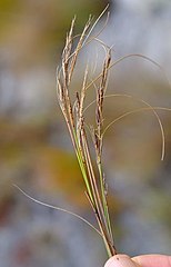 Flowering heads (inflorescences)