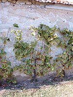 Le chasselas de Thomery sur un mur traditionnel.