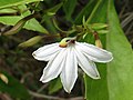 Scaevola chamissoniana