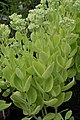 Очиток видный (Sedum spectabile) c декуссатным расположением листьев