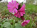 Silene dioica