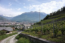 Vignobles à Ampaillan (Charvensod)