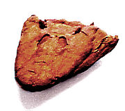 Skull of Tiktaalik, an extinct genus transitional between lobe-finned fish and early tetrapods