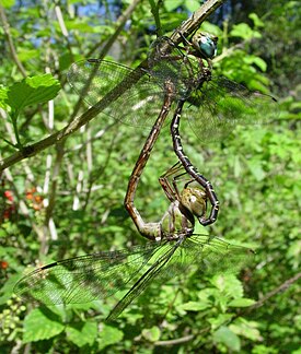 Спаривание Triacanthagyna trifida