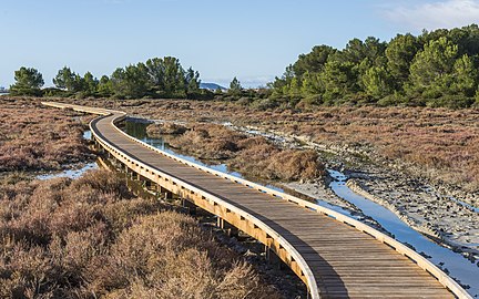 Un chemin auprès du bois des Aresquiers, dans l'aire protégée par le conservatoire du littoral.