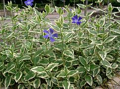 Vinca major à feuillage panaché