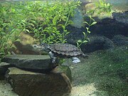 Western swamp tortoise