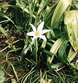 Zephyranthes atamasco