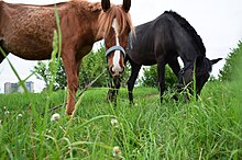 Deux jeunes chevaux dans l'herbe regardant vers leur photographe.