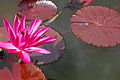 Nymphaea rubra