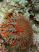 Acanthaster benziei from Red Sea.