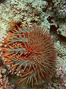 Acanthaster benziei de Mer Rouge.