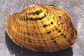 Actinonaias pectorosa