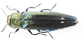 Agrilus biguttatus