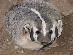 American badger