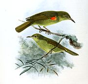 illustration of olive-green sunbird with orange-red patch on shoulder