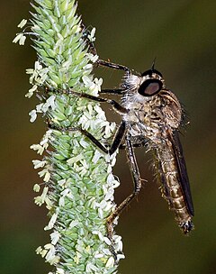 Description de l'image Asilidae Philonicus albiceps fg02.JPG.