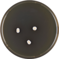 Aspergillus iizukae growing on MEAOX plate