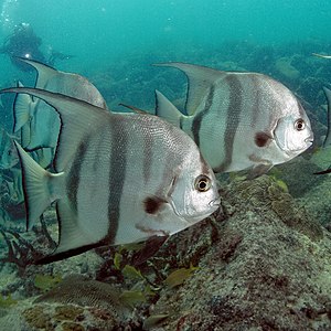 Atlantic spadefish, by Matthew Hoelscher (edited by Papa Lima Whiskey)