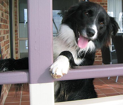 Australian border collie